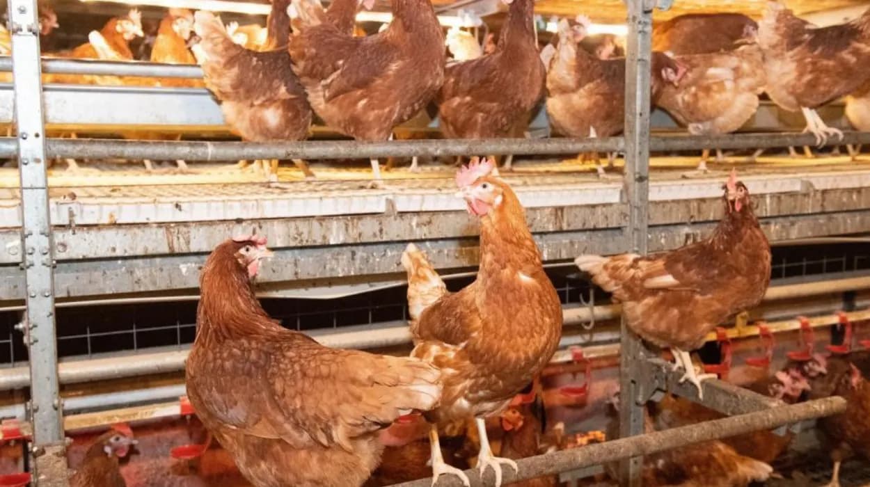 US pressures UK to allow chlorinated chicken imports